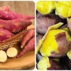 Khoai lang: Những tác hại tiềm ẩn và cách sử dụng an toàn