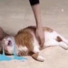 Meme Mèo Khóc Cute: Biểu Cảm 'Vô Tri' Gây Thương Nhớ