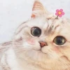 Meme Mèo Lườm: Tuyển Tập Biểu Cảm Độc Lạ Khiến Bạn Cười Không Ngớt