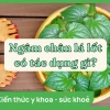 Ngâm chân bằng lá lốt: Tác hại, lợi ích và cách thực hiện đúng chuẩn
