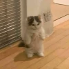Những Meme Mèo Cưng Tuyệt Đỉnh Khiến Bạn Cười Không Ngớt