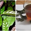 Tác hại của cây xạ đen và những người không nên dùng