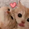 Thế giới Meme Hôn: Biểu cảm yêu thương và những khoảnh khắc 'chu mỏ' đáng yêu