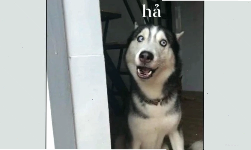 Ảnh meme mèo biểu cảm vô tri, ngơ ngác nhìn vào khoảng không