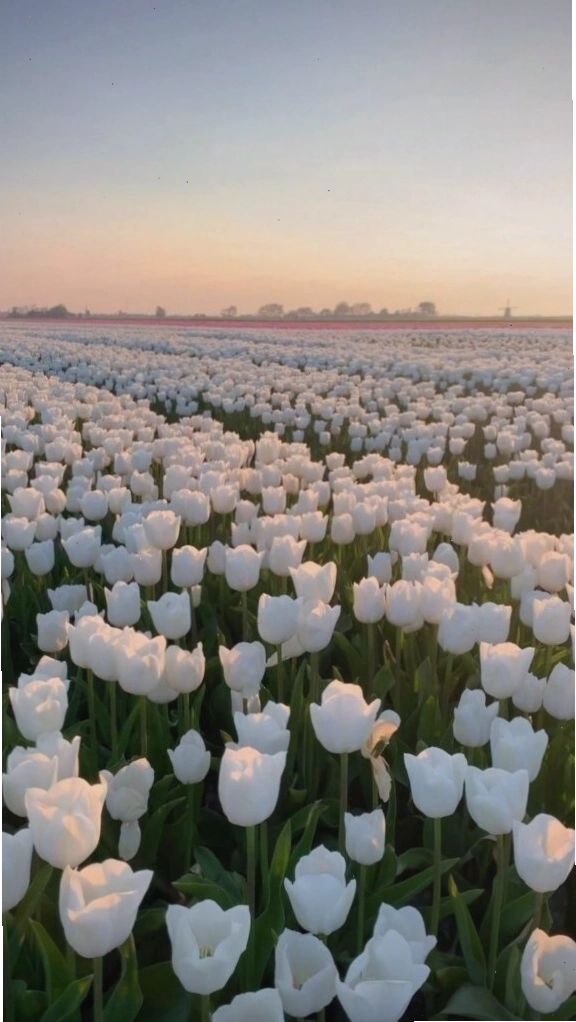 Avatar hoa tulip hồng rực rỡ, biểu tượng của tình yêu lãng mạn