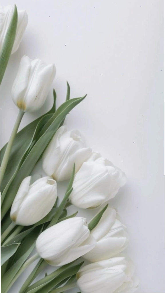 Avatar hoa tulip trắng tinh khôi, thể hiện sự thanh cao và thuần khiết