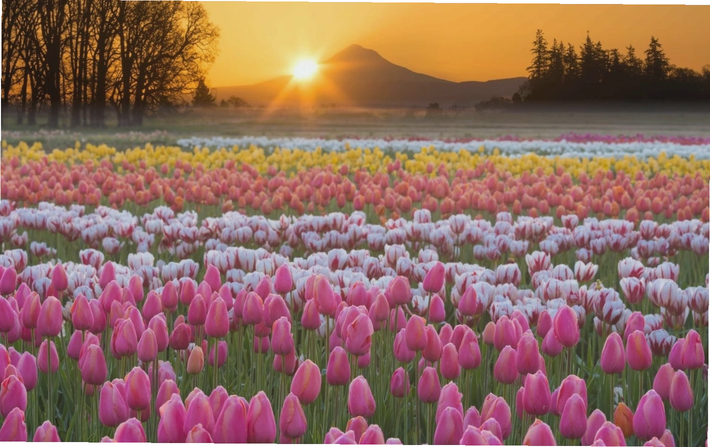 Avatar hoa tulip xanh dương độc đáo, mang ý nghĩa bình yên và hy vọng