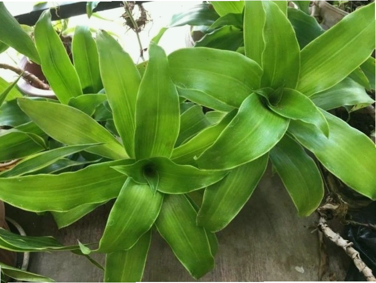 Bác sĩ đang tư vấn cho bệnh nhân về việc sử dụng các loại thảo dược hỗ trợ điều trị