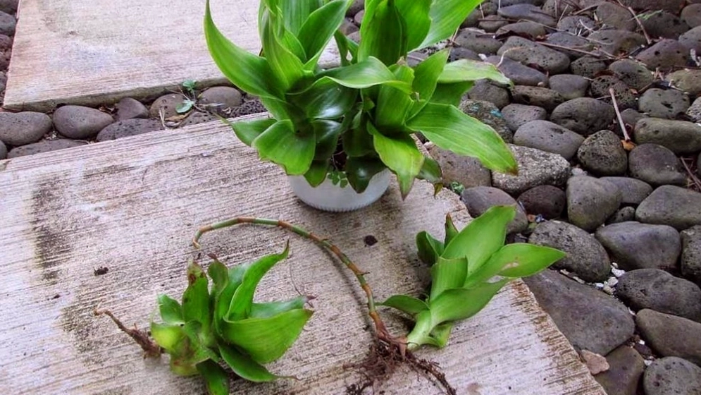 Bệnh nhân thảo luận với bác sĩ về các phương pháp điều trị bệnh