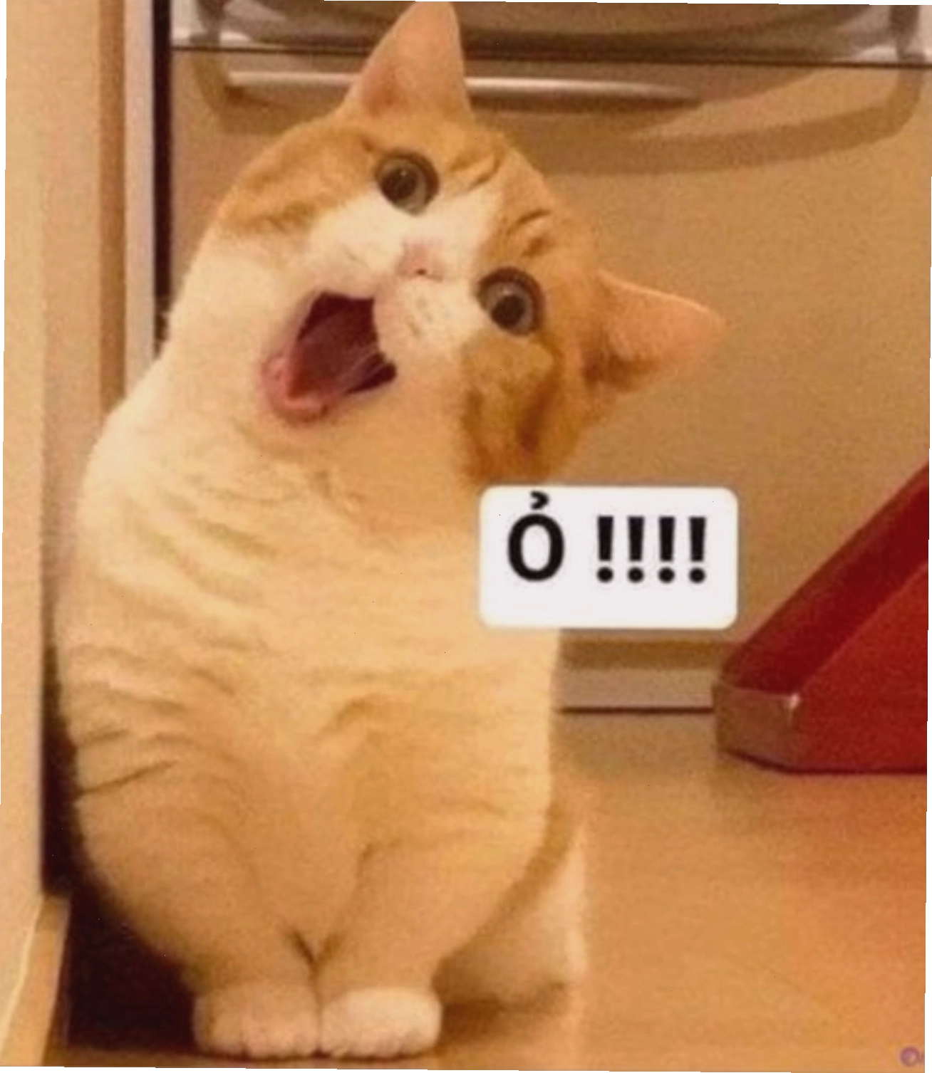 Biểu cảm bất ngờ của chú mèo khi thấy chủ mang đồ ăn