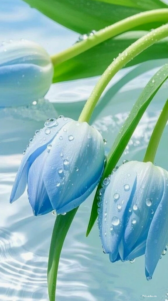 Bộ sưu tập avatar hoa tulip đủ màu sắc cho người dùng lựa chọn