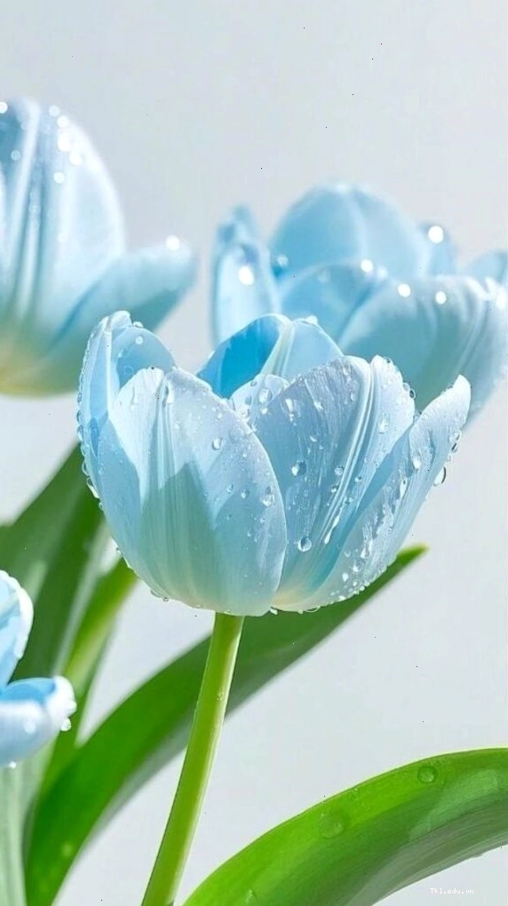 Bức tranh hoa tulip vẽ tay tinh xảo