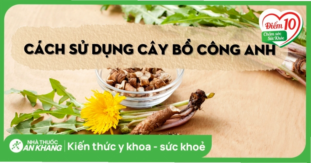 Cách sử dụng cây bồ công anh đúng cách an toàn và hiệu quả