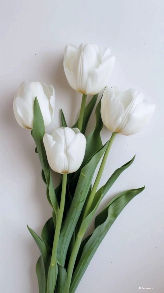 Cánh đồng hoa tulip rực rỡ sắc màu