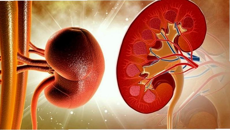 Chế độ ăn giàu protein làm tăng gánh nặng lọc máu cho thận