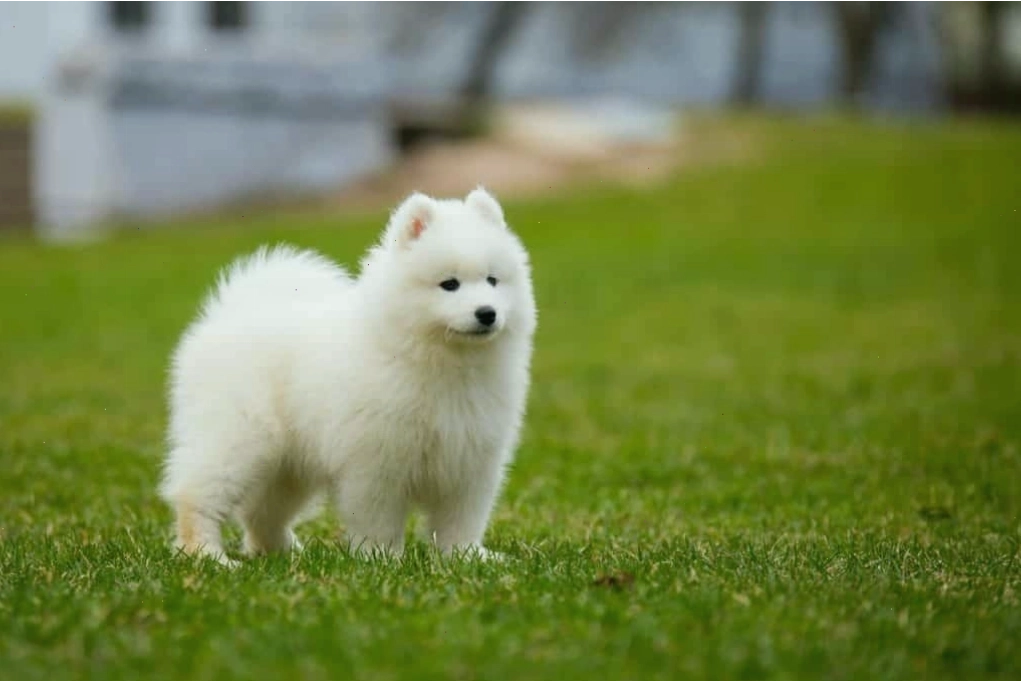 Chó samoyed rất thông minh và tinh tế