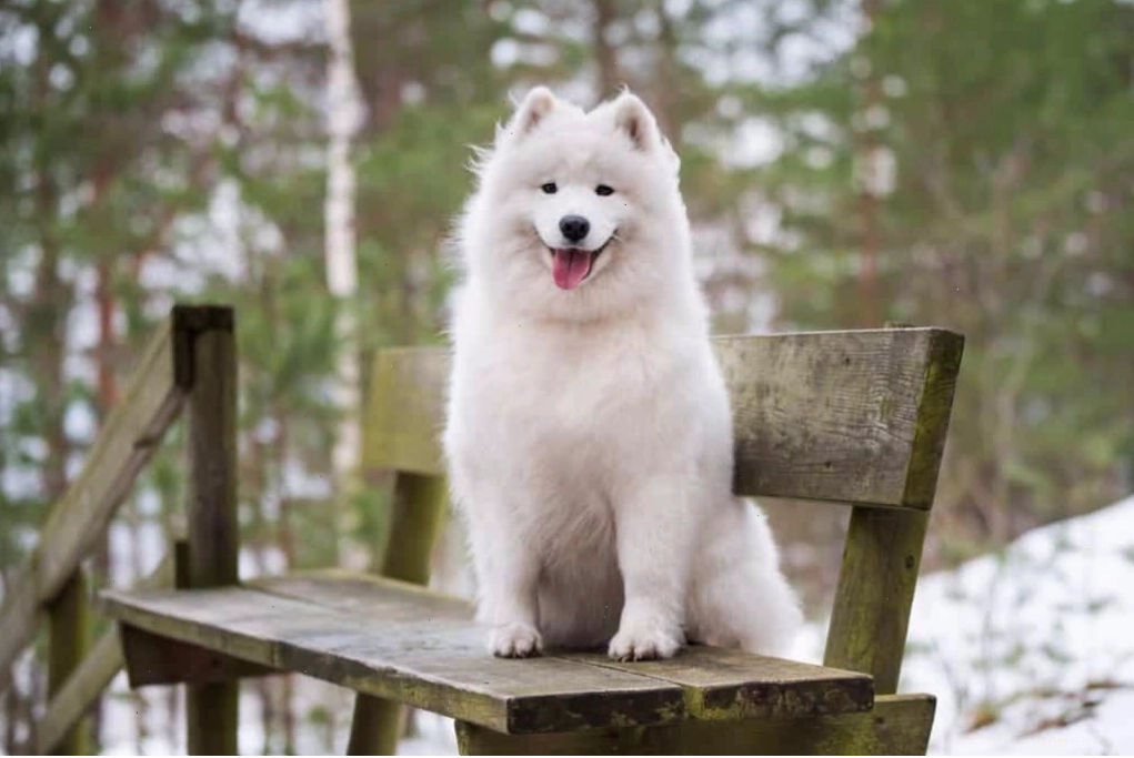 Đặc điểm chó samoyed thuần chủng