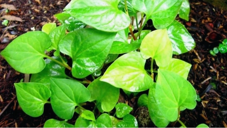 Đắp mặt nạ rau diếp cá giúp giảm mụn