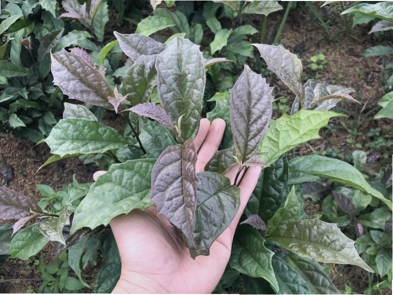 Dược liệu xạ đen khô được đóng gói cẩn thận