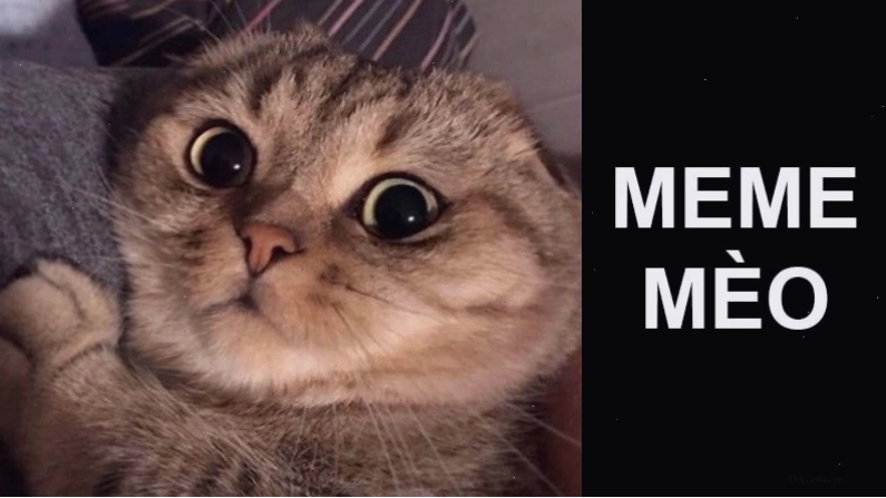 Hình ảnh meme mèo dễ thương và hài hước