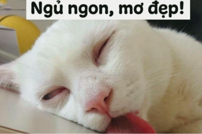Hình ảnh minh họa cho khái niệm meme chúc ngủ ngon