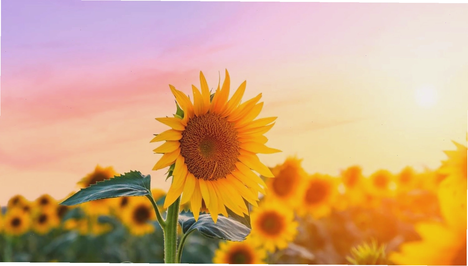 Hình nền hoa hướng dương 4K rực rỡ cho điện thoại