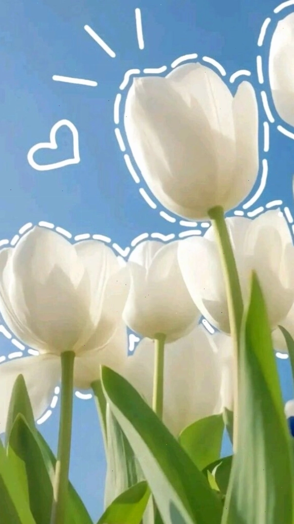 Hình nền hoa tulip đỏ thắm, biểu tượng của tình yêu nồng cháy