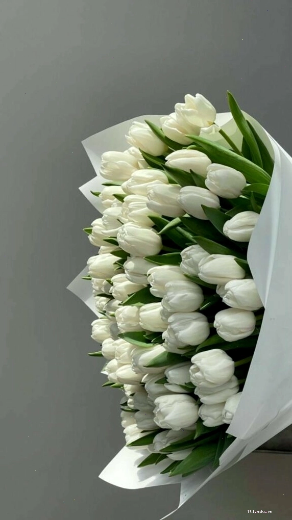 Hình nền hoa tulip nở rộ trong vườn