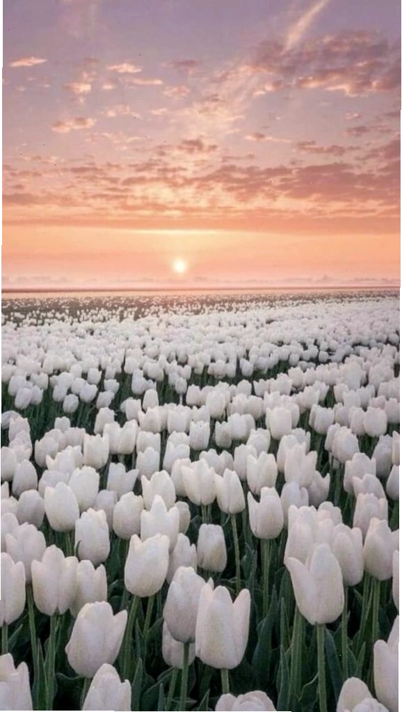 Hình nền hoa tulip vàng rực rỡ, mang đến niềm vui và sự thịnh vượng