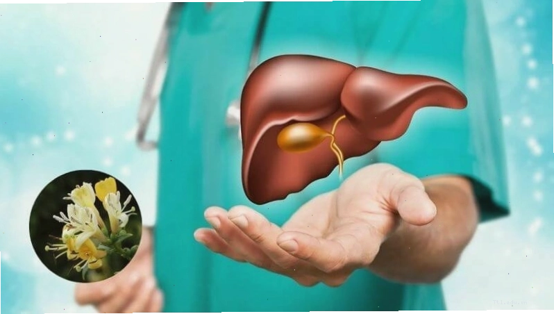 Kim ngân hoa giúp điều trị các bệnh lý về gan hiệu quả