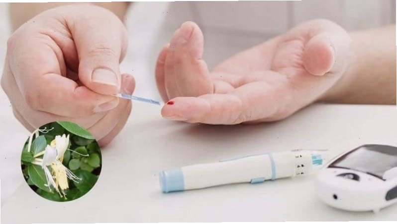 Kim ngân hoa giúp kiểm soát đường huyết và hỗ trợ điều trị bệnh tiểu đường