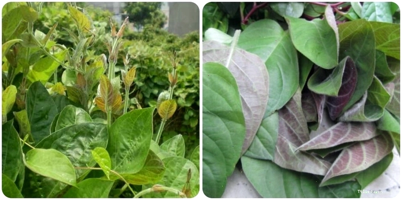 Lá mơ lông được sử dụng trong món trứng chiên