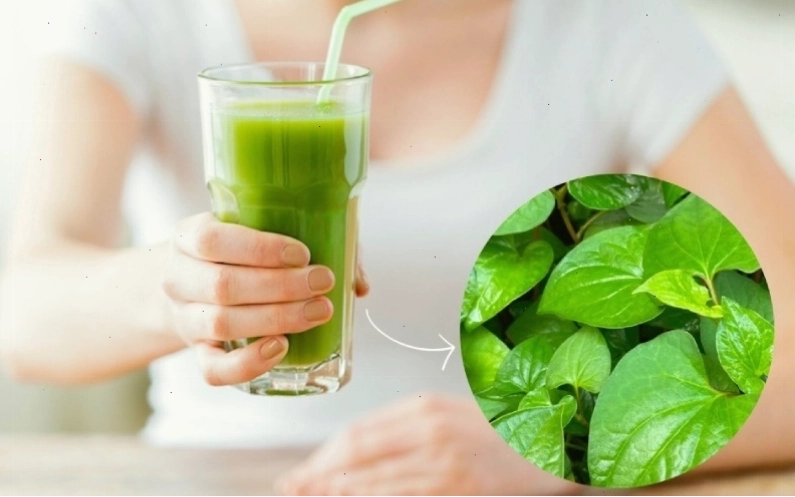 Liều lượng và cách sử dụng rau diếp cá an toàn
