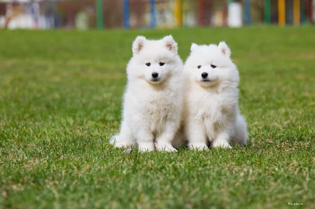 Lưu ý khi chọn mua chó samoyed thuần chủng