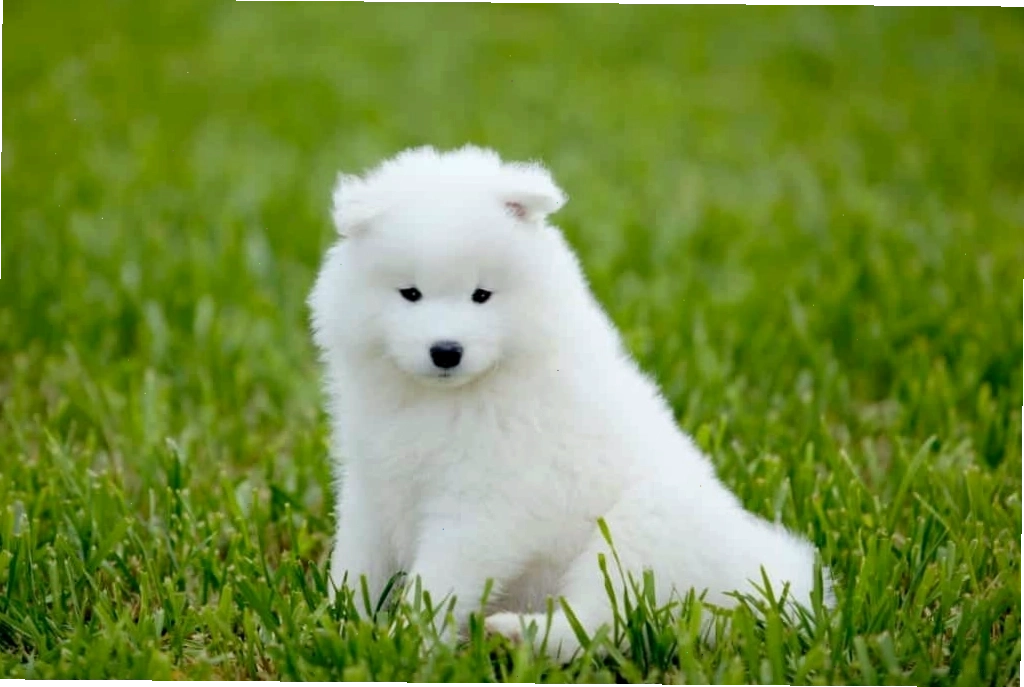 Lưu ý khi nuôi chó samoyed để khỏe mạnh