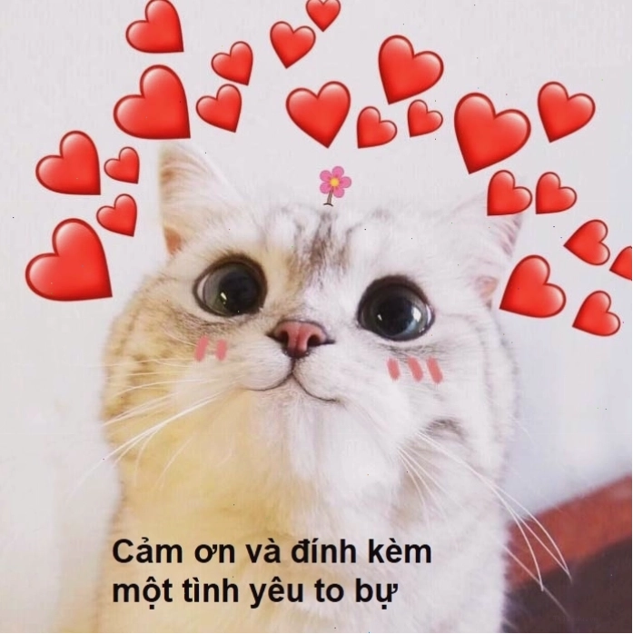 Meme cảm ơn cute với chú chó biểu cảm đáng yêu