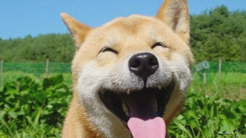 Meme chó cười tinh nghịch thể hiện sự biến thái hài hước