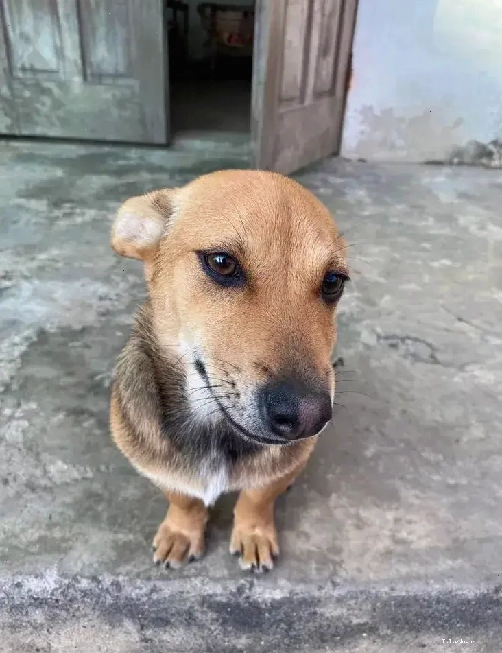 Meme chó liếc mắt hài hước