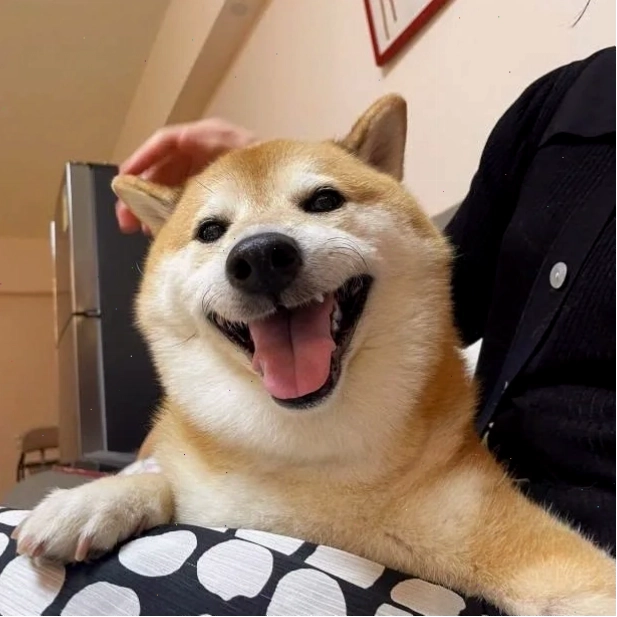 Meme chó Shiba với vẻ mặt buồn ngủ