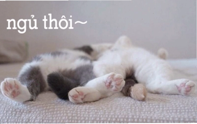 Meme chú chó con cuộn tròn ngủ say sưa