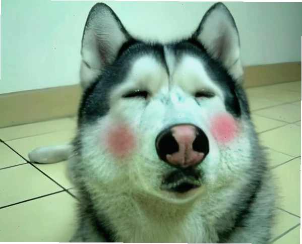 Meme chú chó với biểu cảm gãi đầu đầy ngượng nghịu