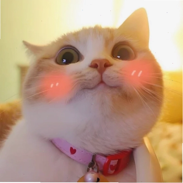 Meme chú mèo với biểu cảm ngại ngùng dễ thương
