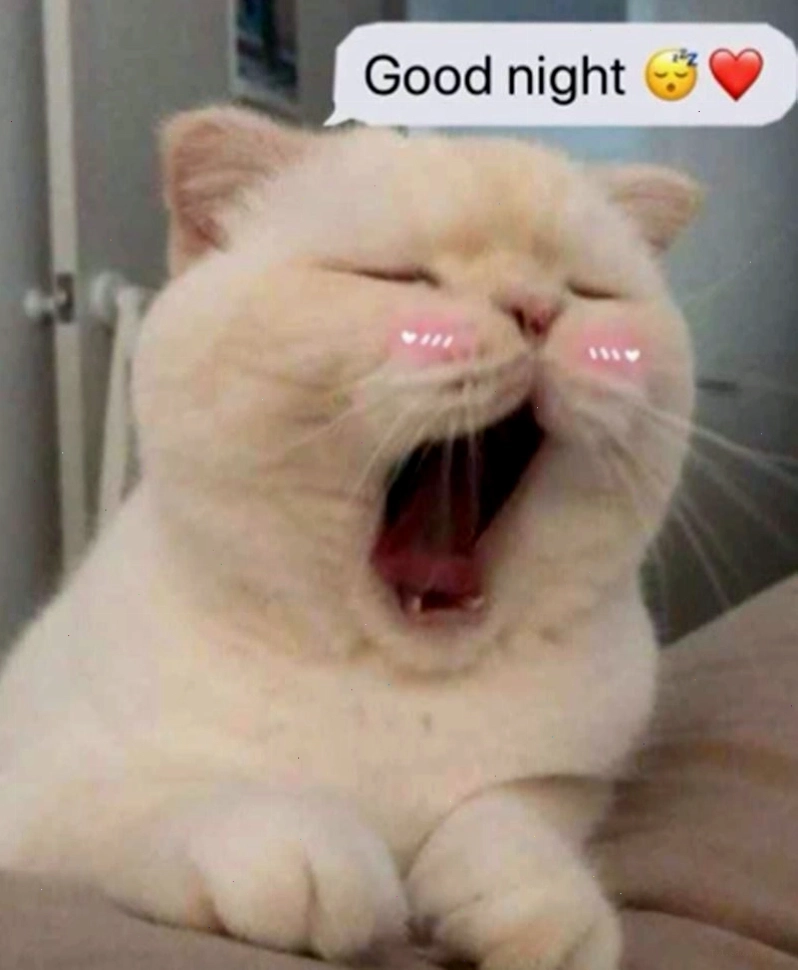 Meme dễ thương về việc chúc ngủ ngon