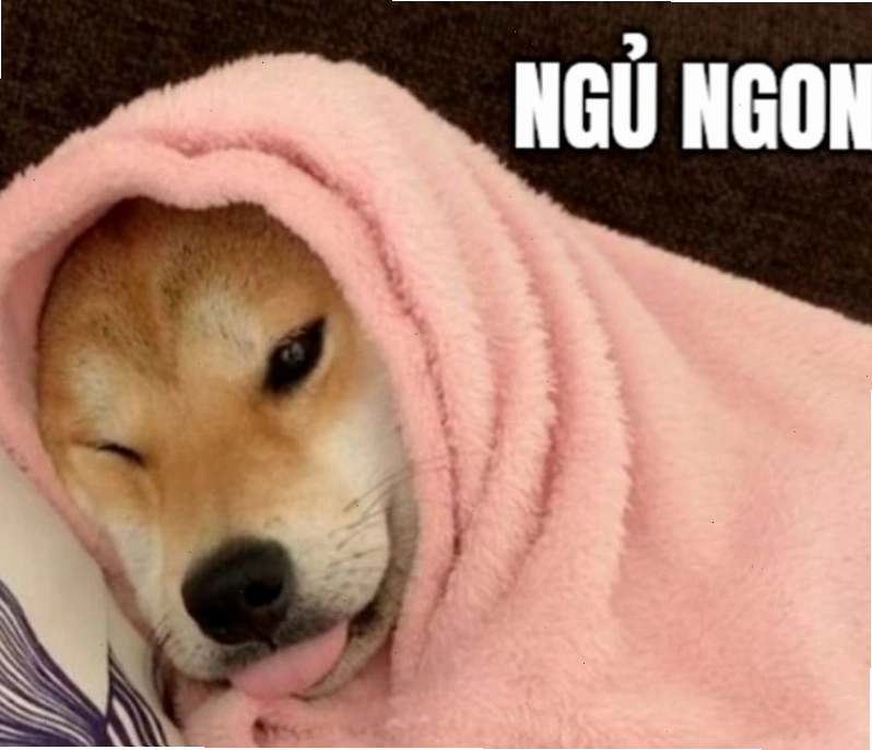 Meme động vật đang thư giãn và chuẩn bị đi ngủ