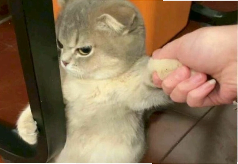 Meme giận dỗi thể hiện khuôn mặt phụng phịu đáng yêu