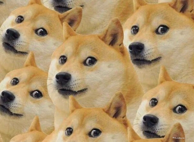 Meme hài hước về một chú chó đang hoang mang