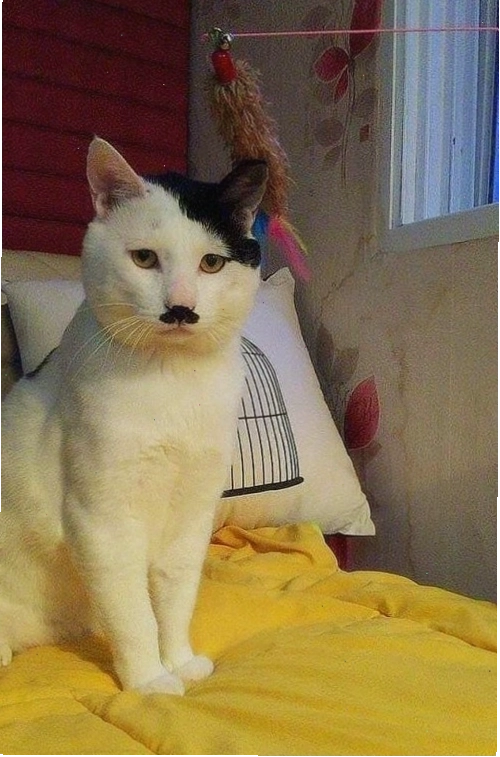 Meme Hitler chỉ tay