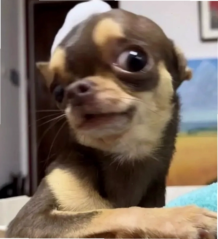 Meme khỉ với ánh mắt dò xét