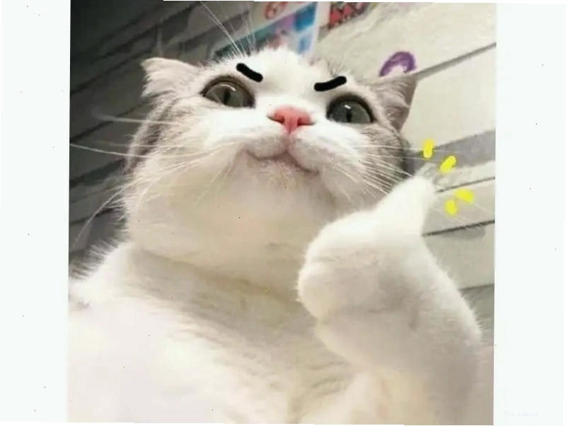 Meme mèo biểu cảm hài hước