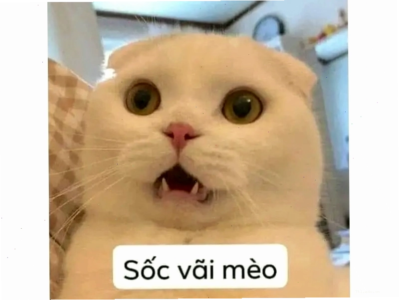 Meme mèo biểu cảm ngộ nghĩnh